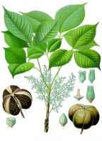 De Braziliaanse rubberboom (Hevea brasliensis) / Bron: Franz Eugen Khler, Wikimedia Commons (Publiek domein)