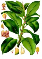 Afbeelding van de Indische rubberboom (Ficus elastica) / Bron: Franz Eugen Khler, Wikimedia Commons (Publiek domein)