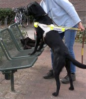 Een blindengeleidehond zoekt ook dingen op / Bron: Kim Bols, http://www.visuelehandicap.be